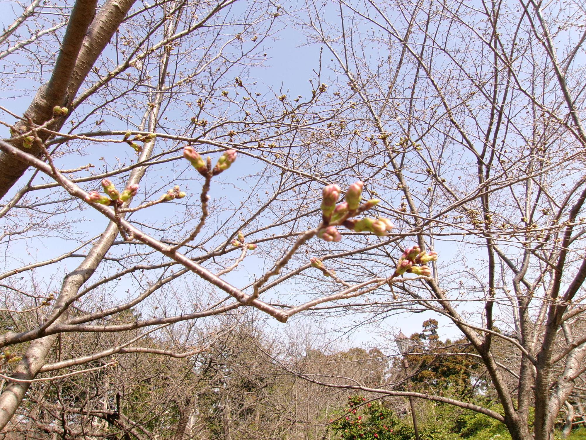 俣野別邸庭園 桜開花情報【2025年3月26日】の写真