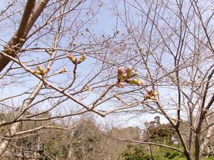俣野別邸庭園 桜開花情報【2025年3月26日】
