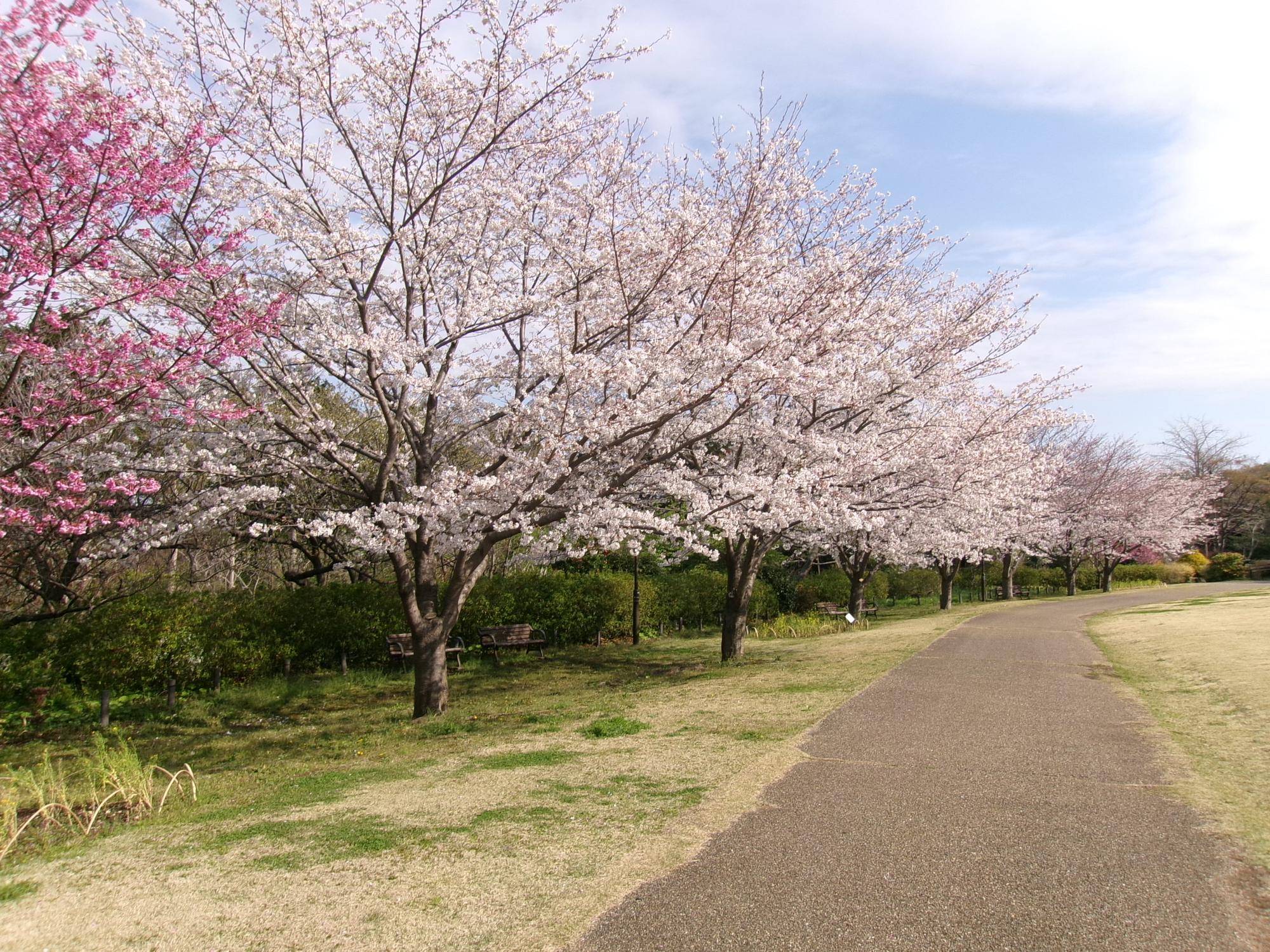俣野別邸庭園 桜開花情報【2025年4月5日】の写真