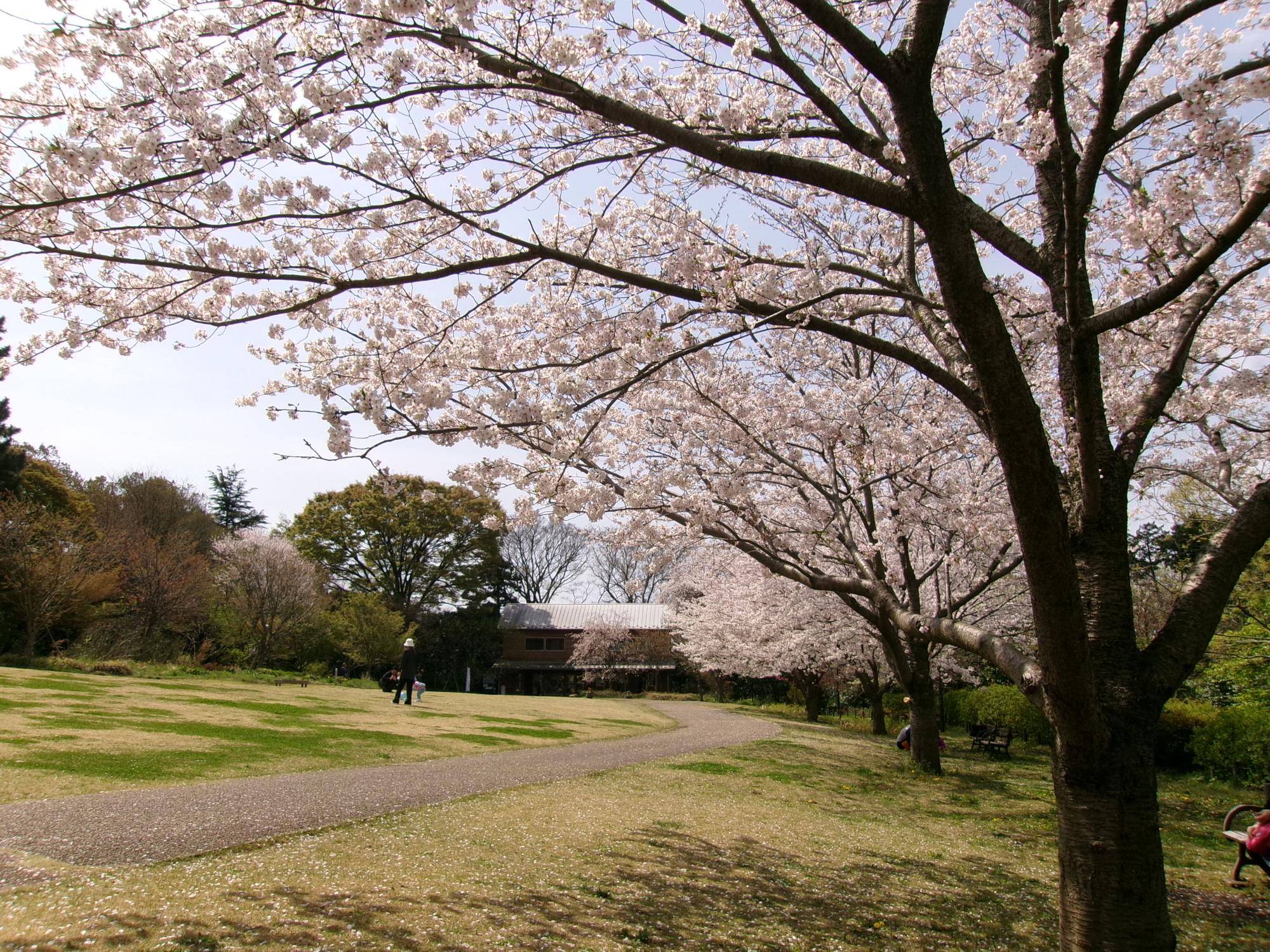 俣野別邸庭園 桜開花情報【2025年4月8日】の写真
