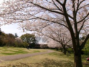 俣野別邸庭園 桜開花情報【2025年4月8日】