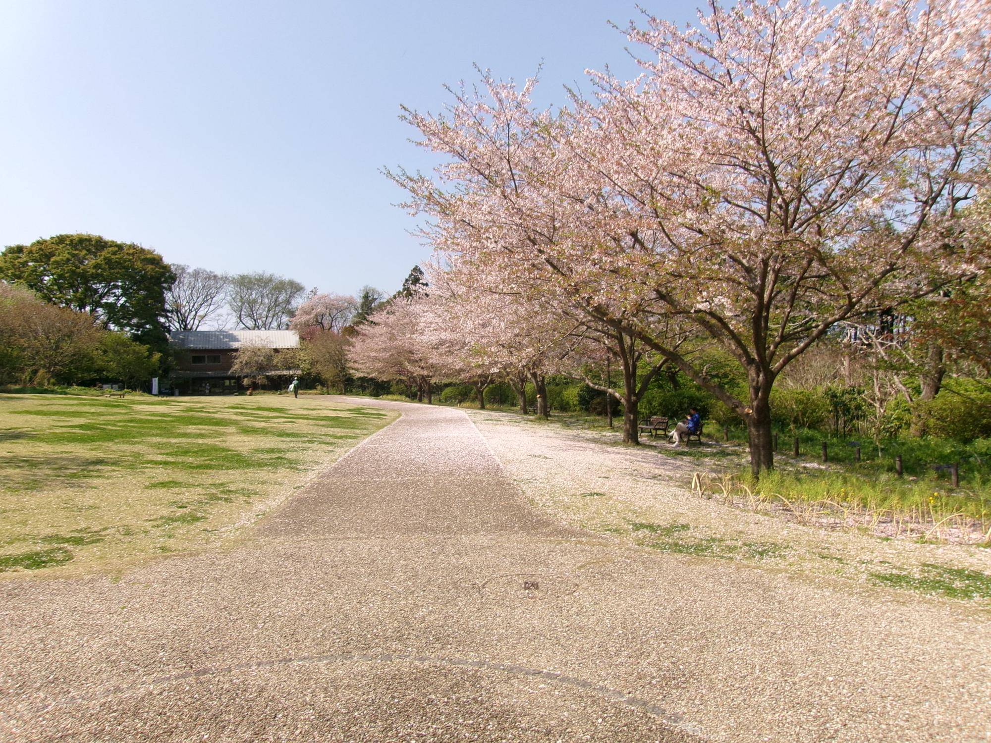 俣野別邸庭園 桜開花情報【2025年4月12日】の写真