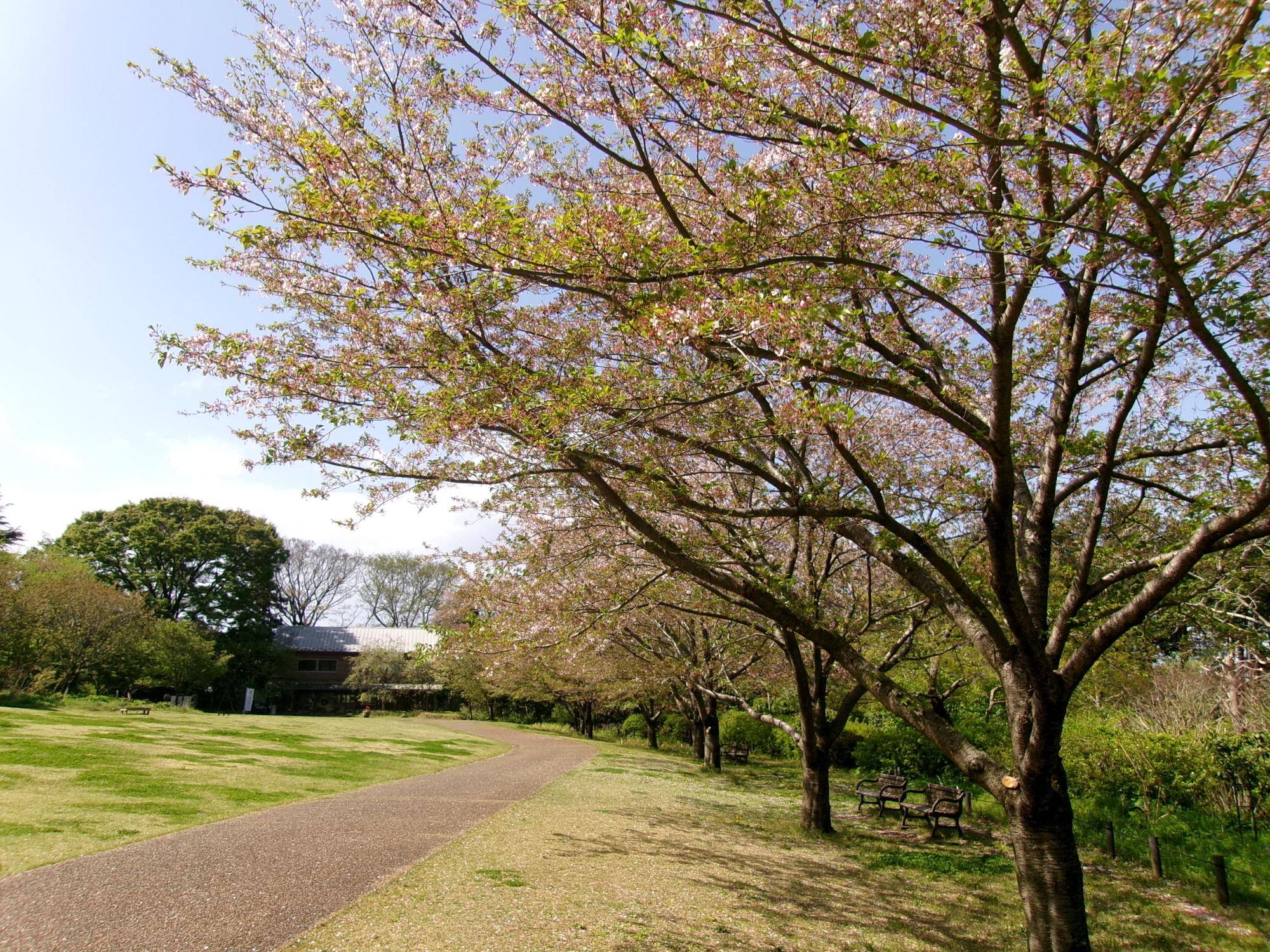 俣野別邸庭園 桜開花情報【2025年4月15日】の写真