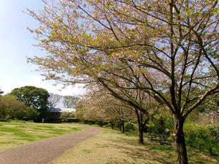 俣野別邸庭園 桜開花情報【2025年4月15日】