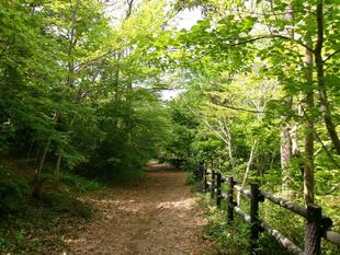 新緑祭りがはじまります。