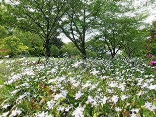 若葉から青葉へ