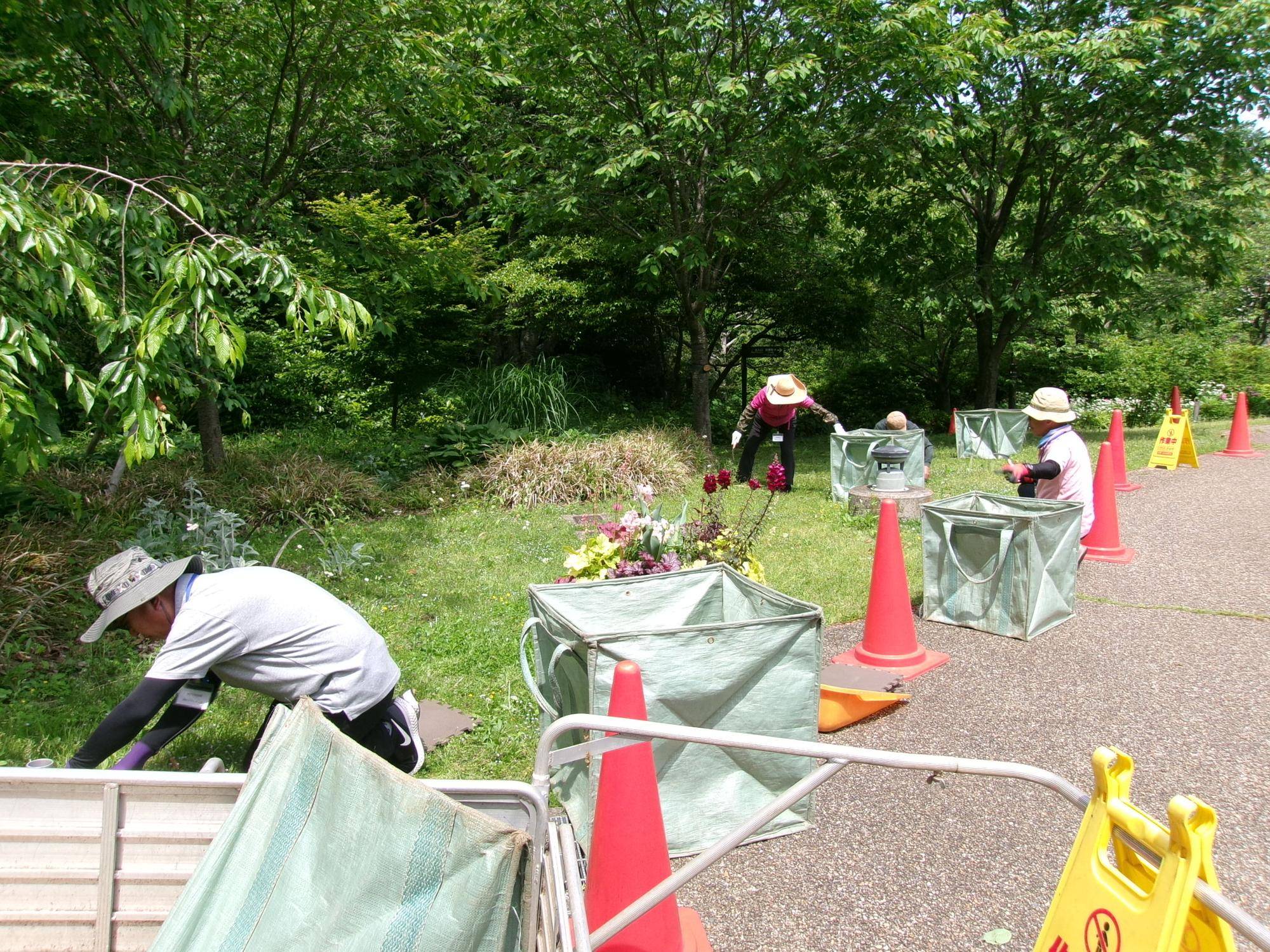 除草ボランティアの写真