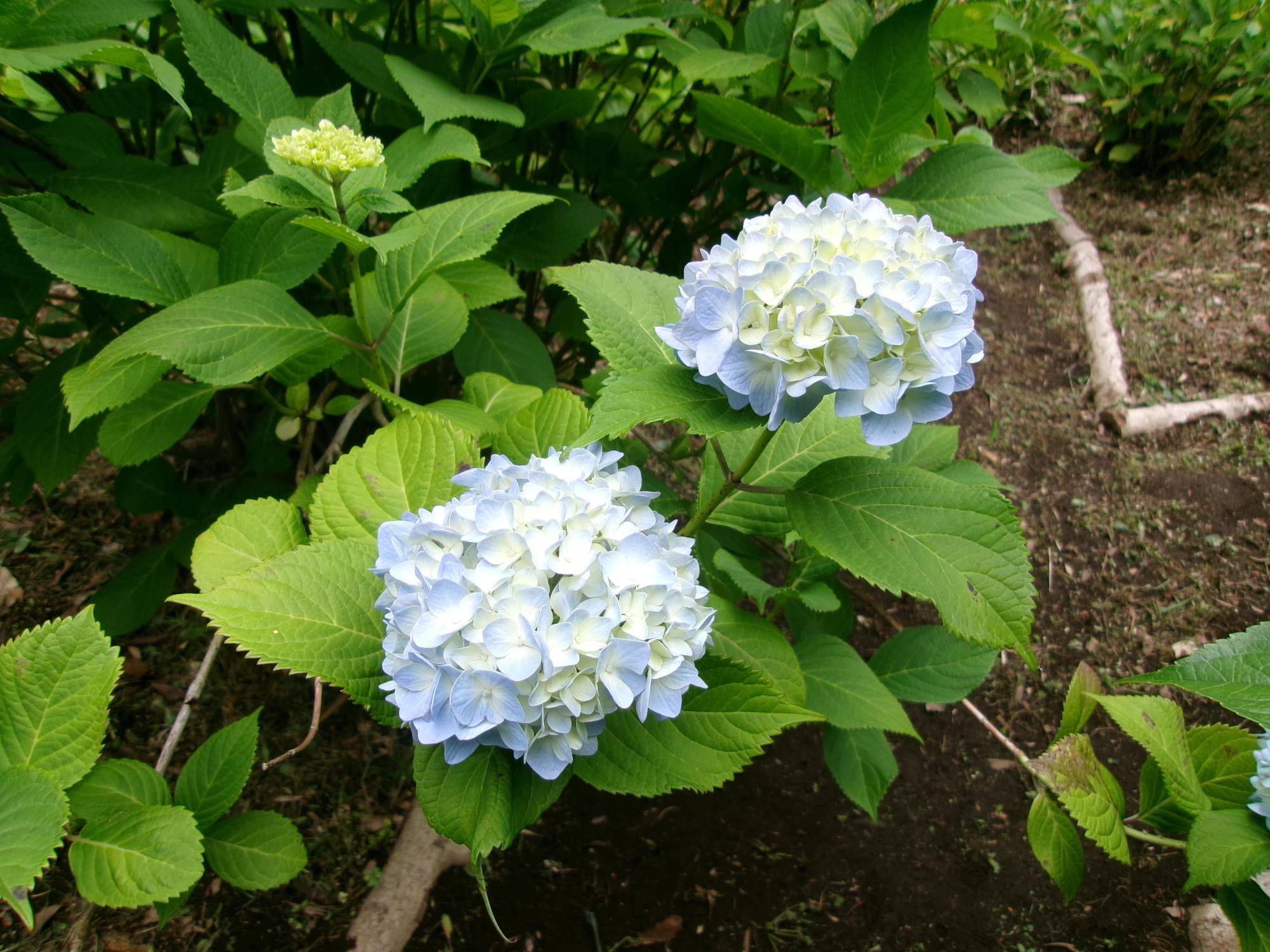 アジサイの季節が近づいてきましたの写真