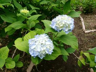 アジサイの季節が近づいてきました