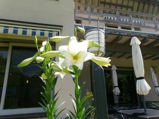 テッポウユリが咲き出しました