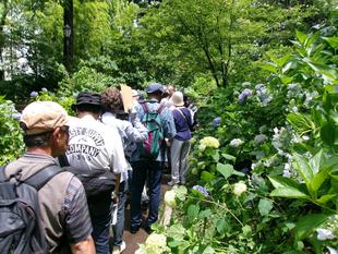 庭園散歩【2025年6月15日】