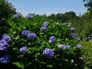 あじさい祭りを開催します。