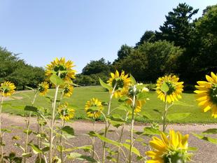 夏祭り リビングコンサート ライトハウスアンサンブル