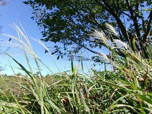 中秋のコンサート