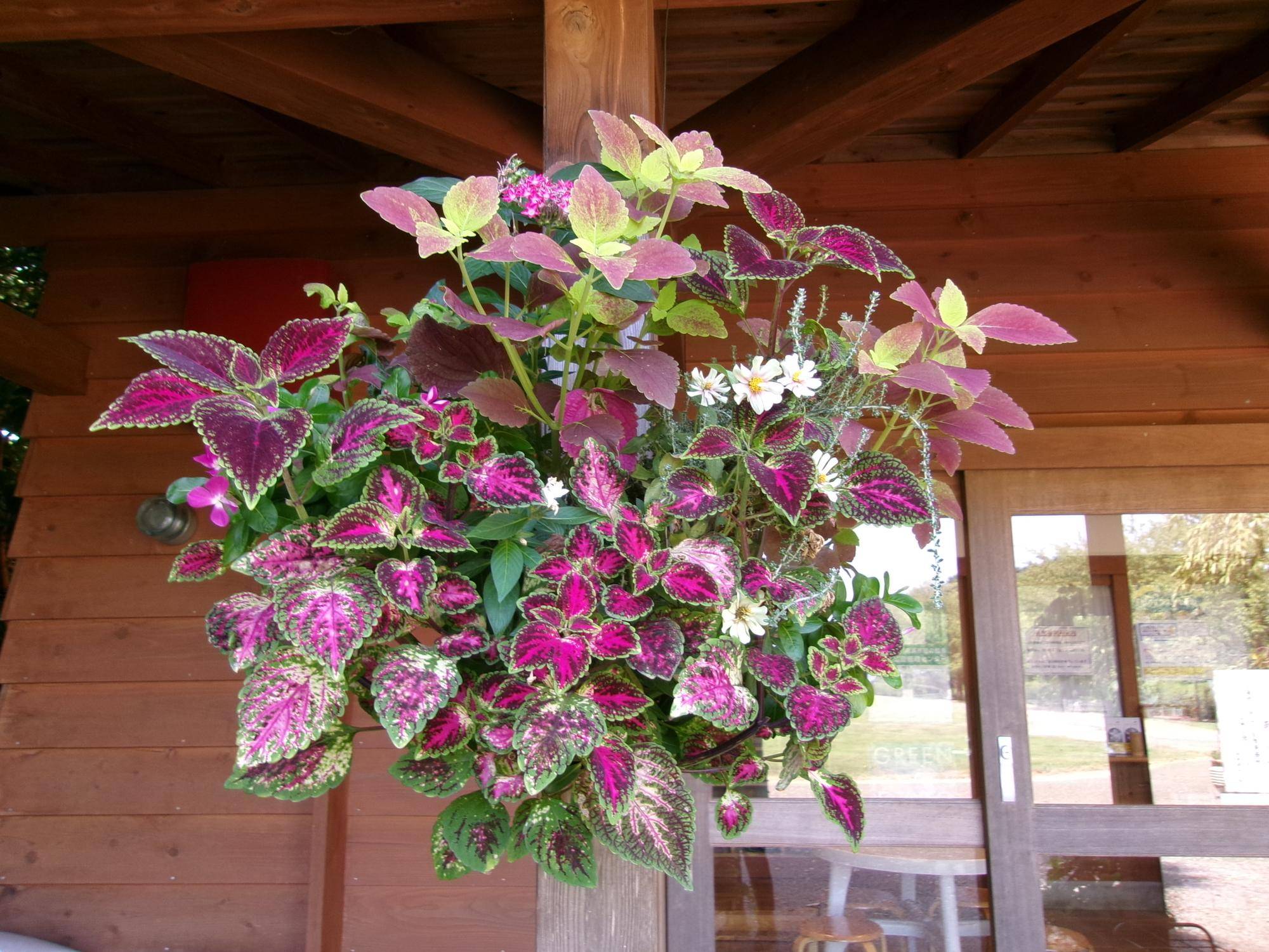 夏の寄せ植えの写真