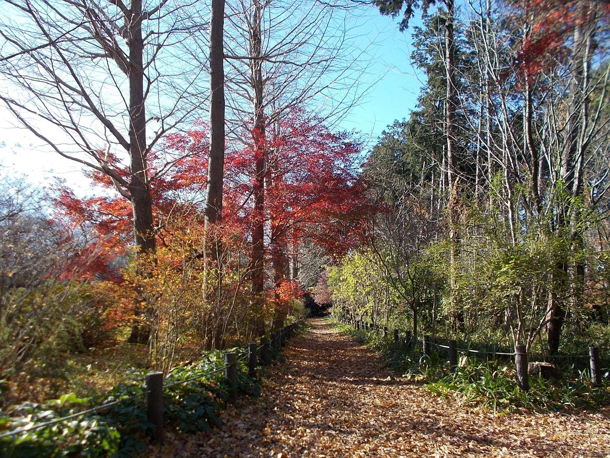 庭園散歩 2025年10月から12月の写真