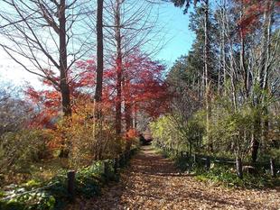 庭園散歩 2025年10月から12月