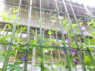 グリーンカーテン