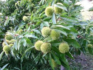 栗の販売をはじめます。