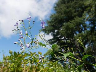 白露（はくろ）