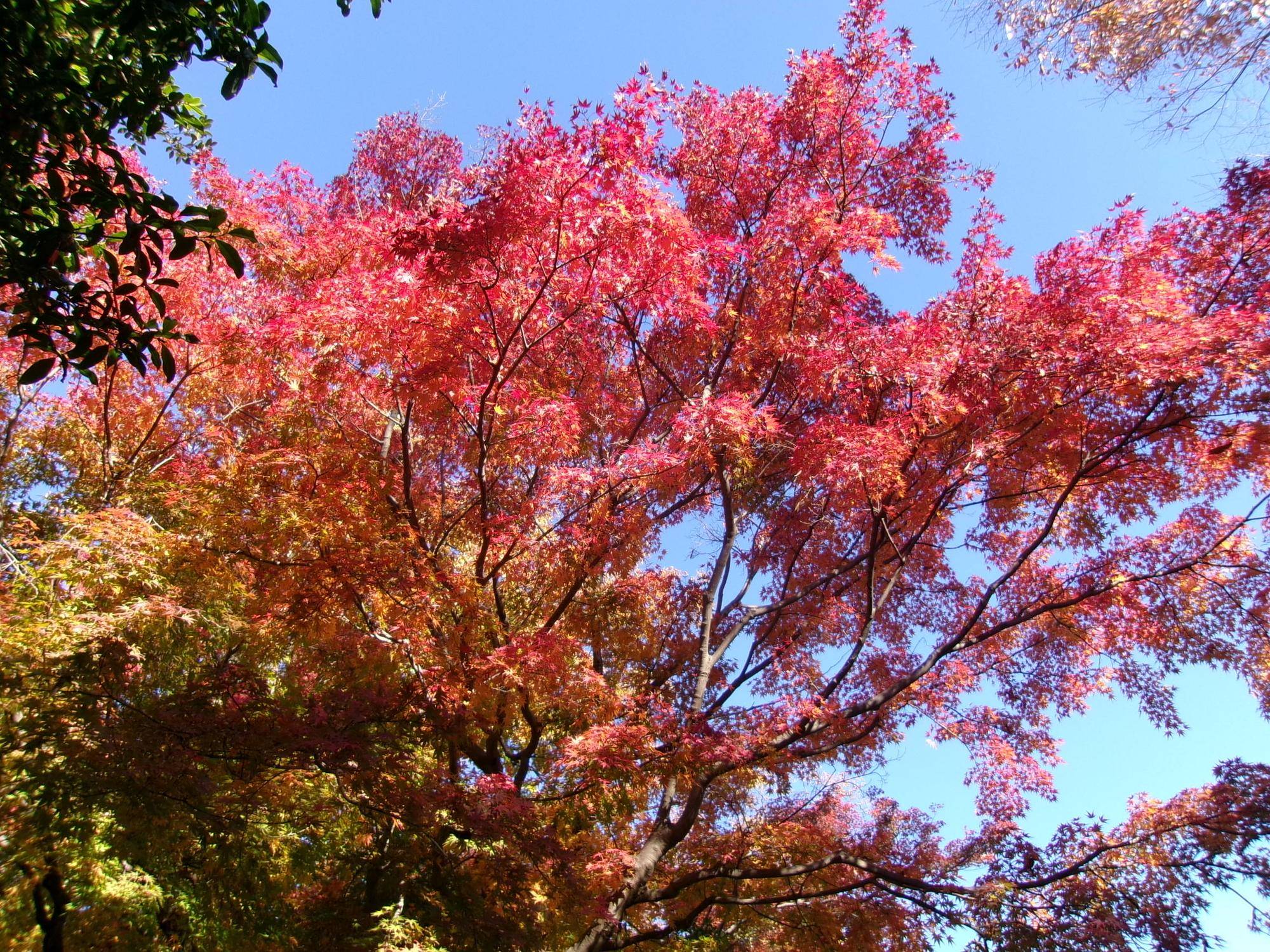 写真教室 ～俣野別邸庭園の紅葉～の写真