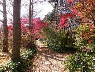もみじ祭り リビングコンサート ヨコハマ・セレナータ