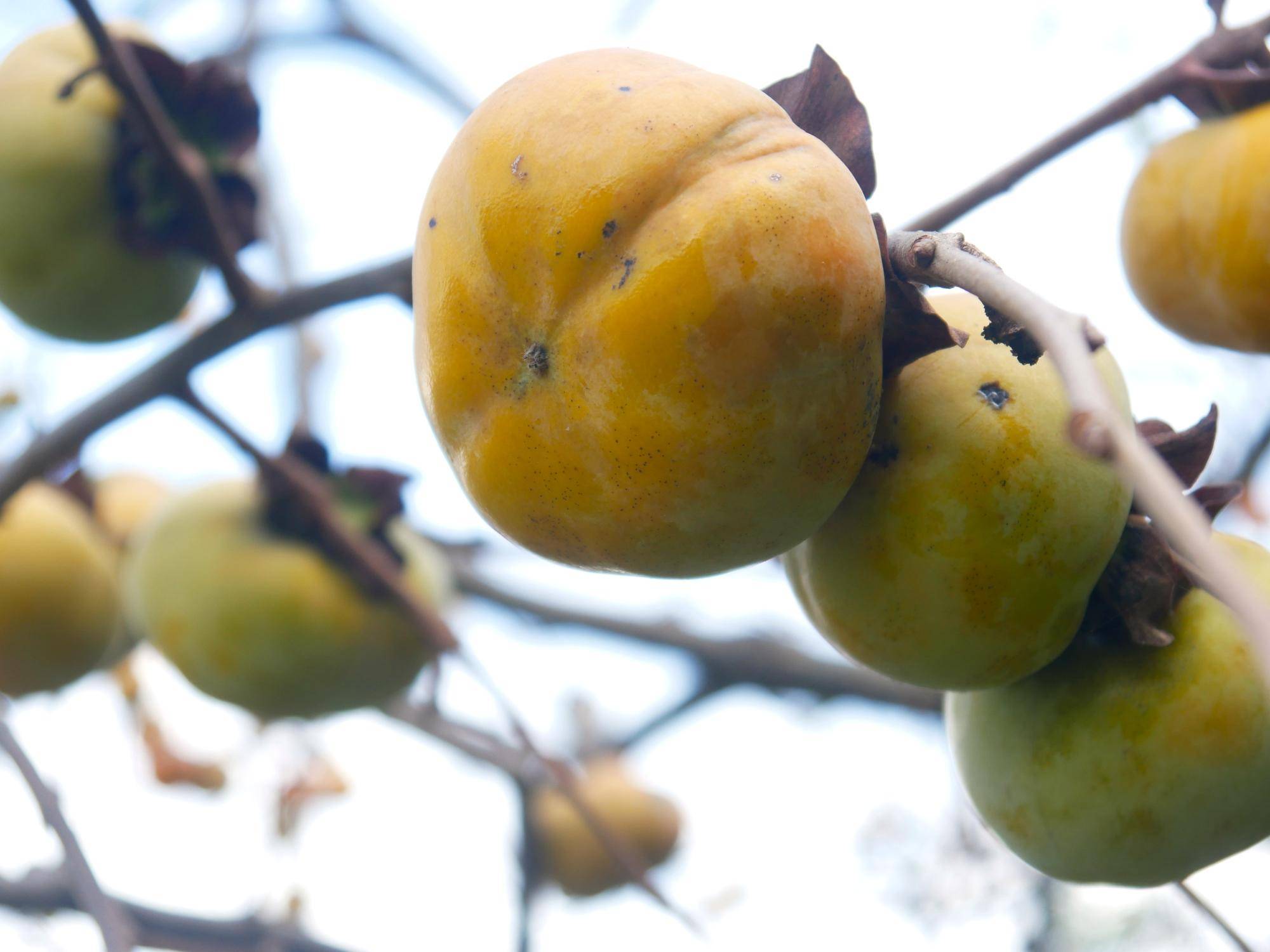 柿を販売していますの写真