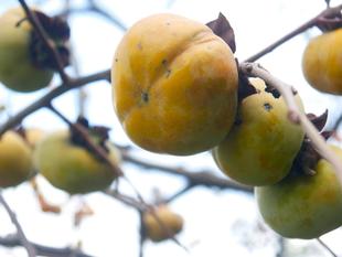 柿を販売しています