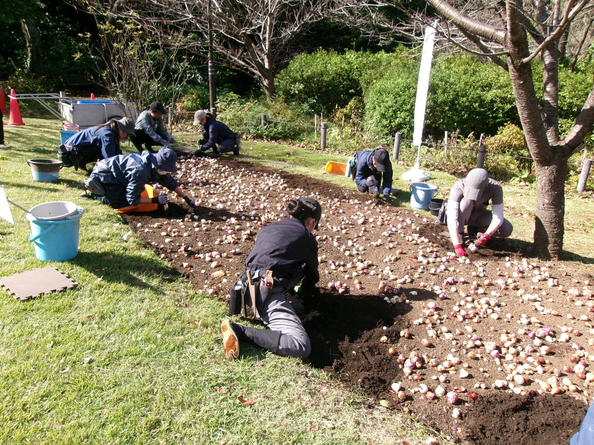花壇づくりで仲間になろう！グリーンなまちづくりを目指しての写真