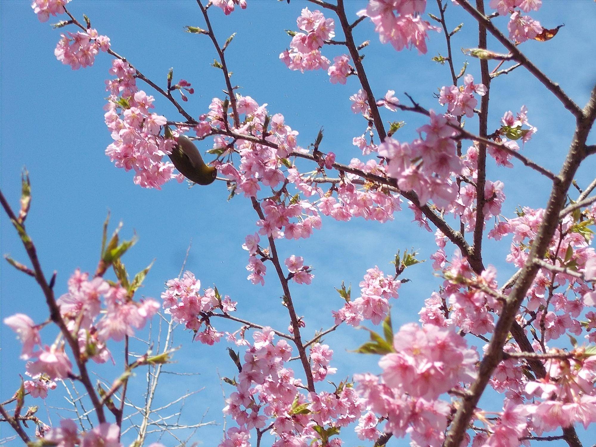 庭園散歩 2026年1月から3月の写真