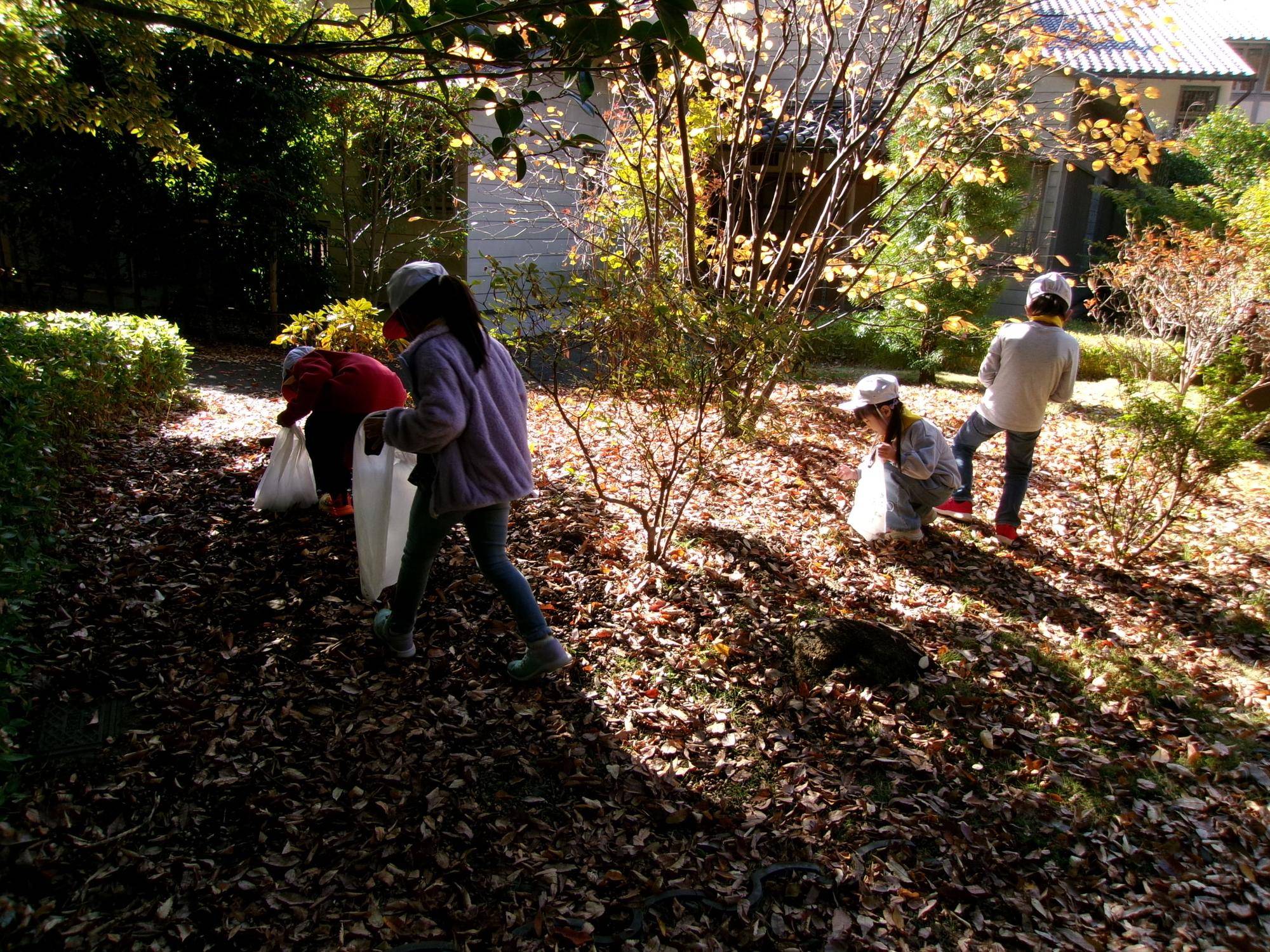 秋の遠足 ドングリ拾いの写真