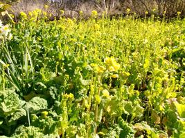 早春のリビングコンサートの画像