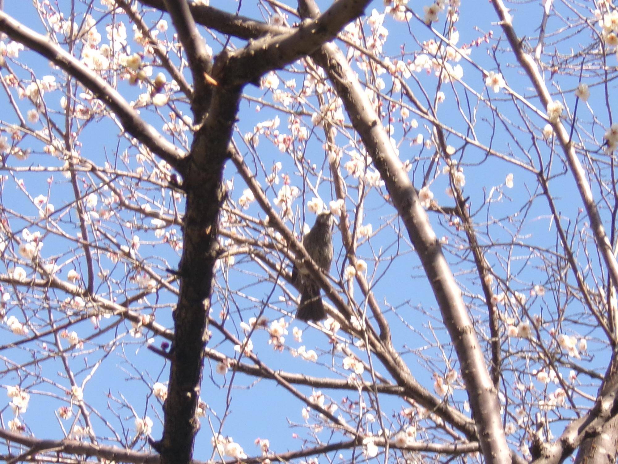 野鳥散歩の写真
