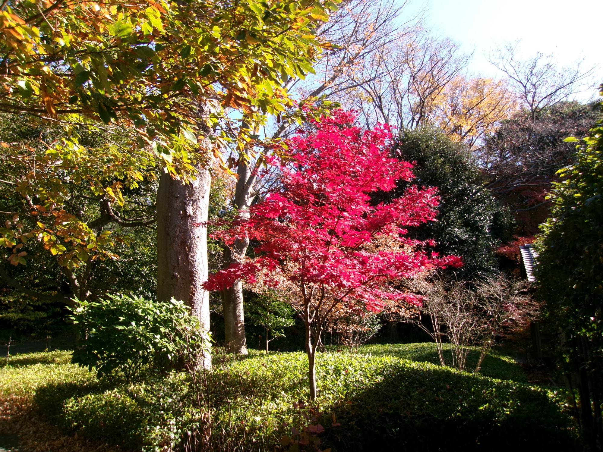 庭園の紅葉の写真