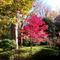 庭園の紅葉の画像