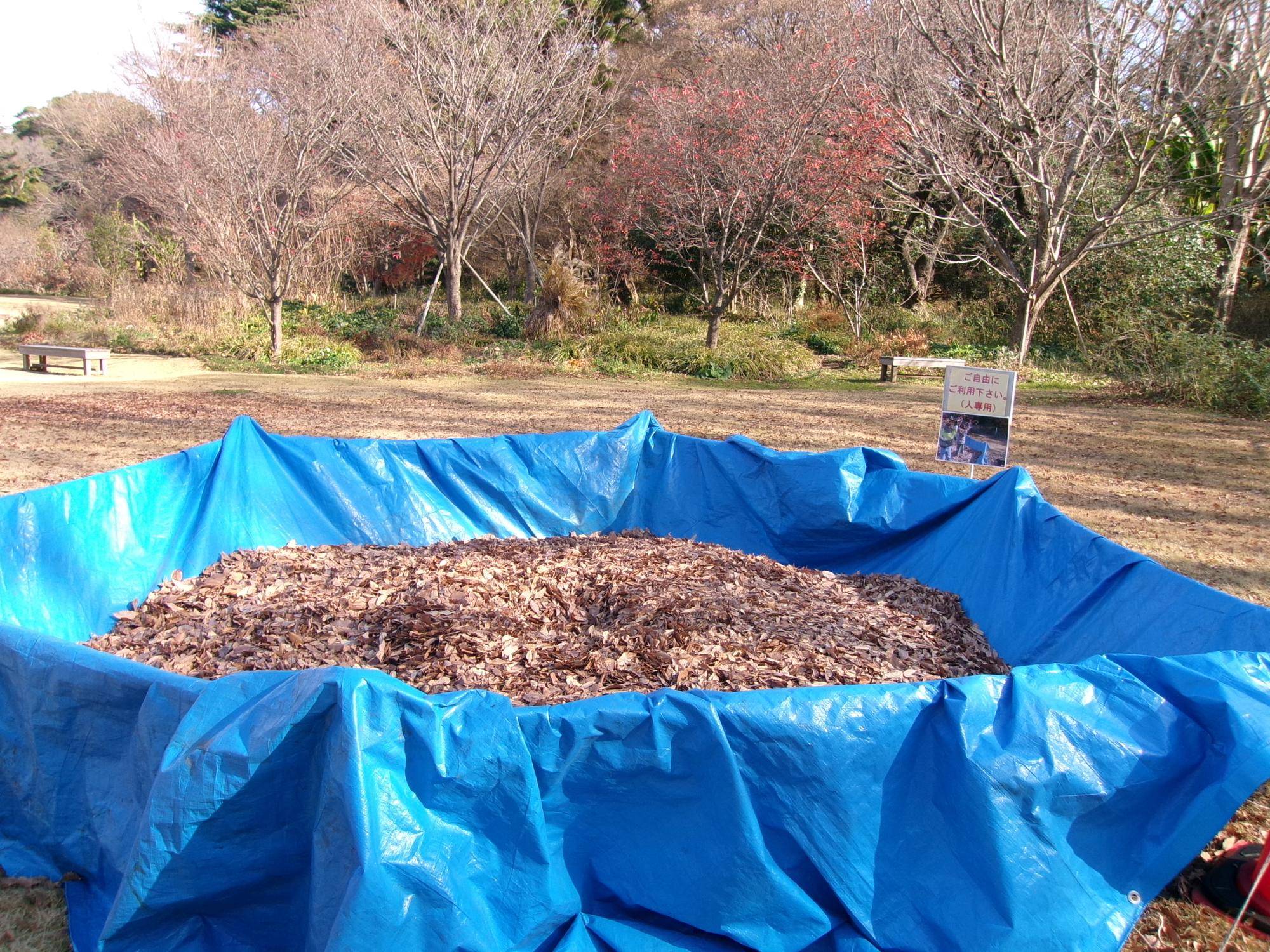 落葉プールの写真