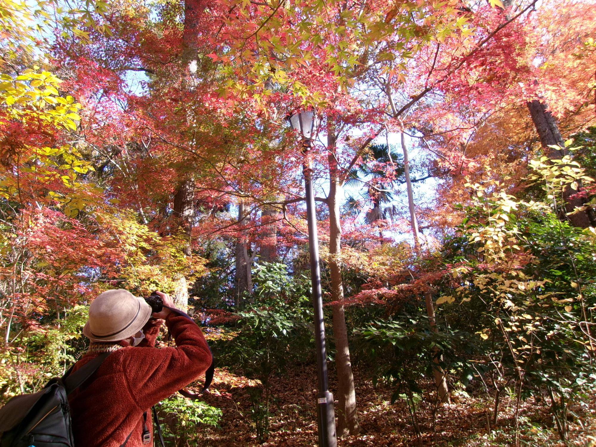 写真教室 ～俣野別邸庭園の紅葉～の写真