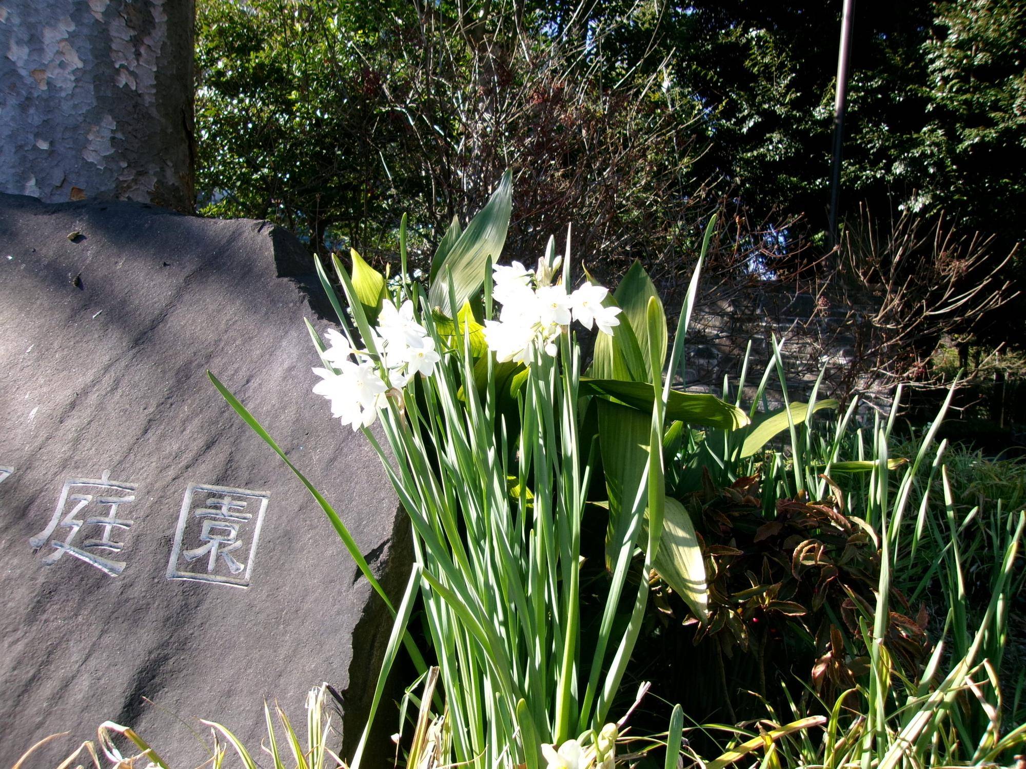 早春の使者の写真