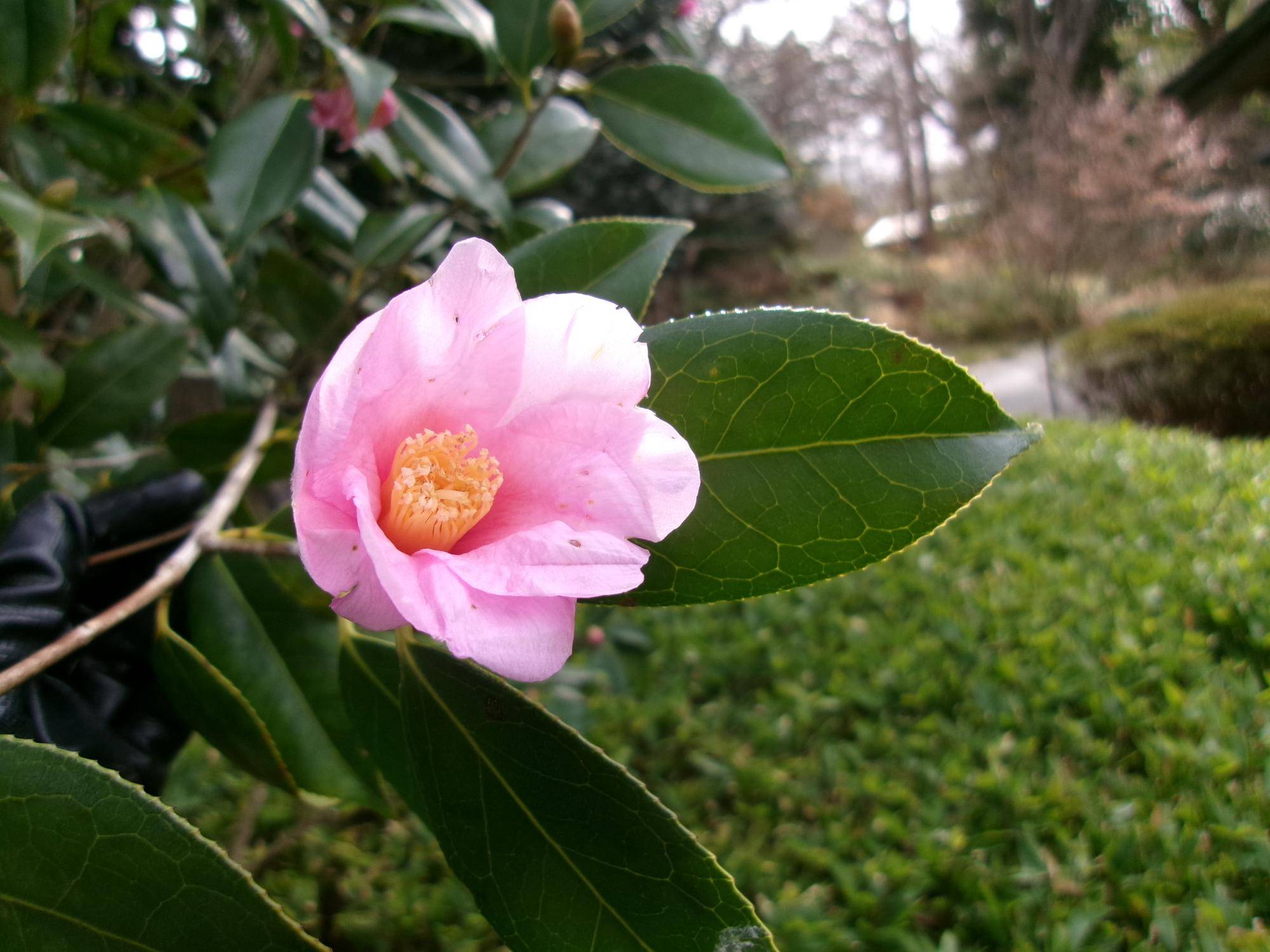 大寒（だいかん）の写真