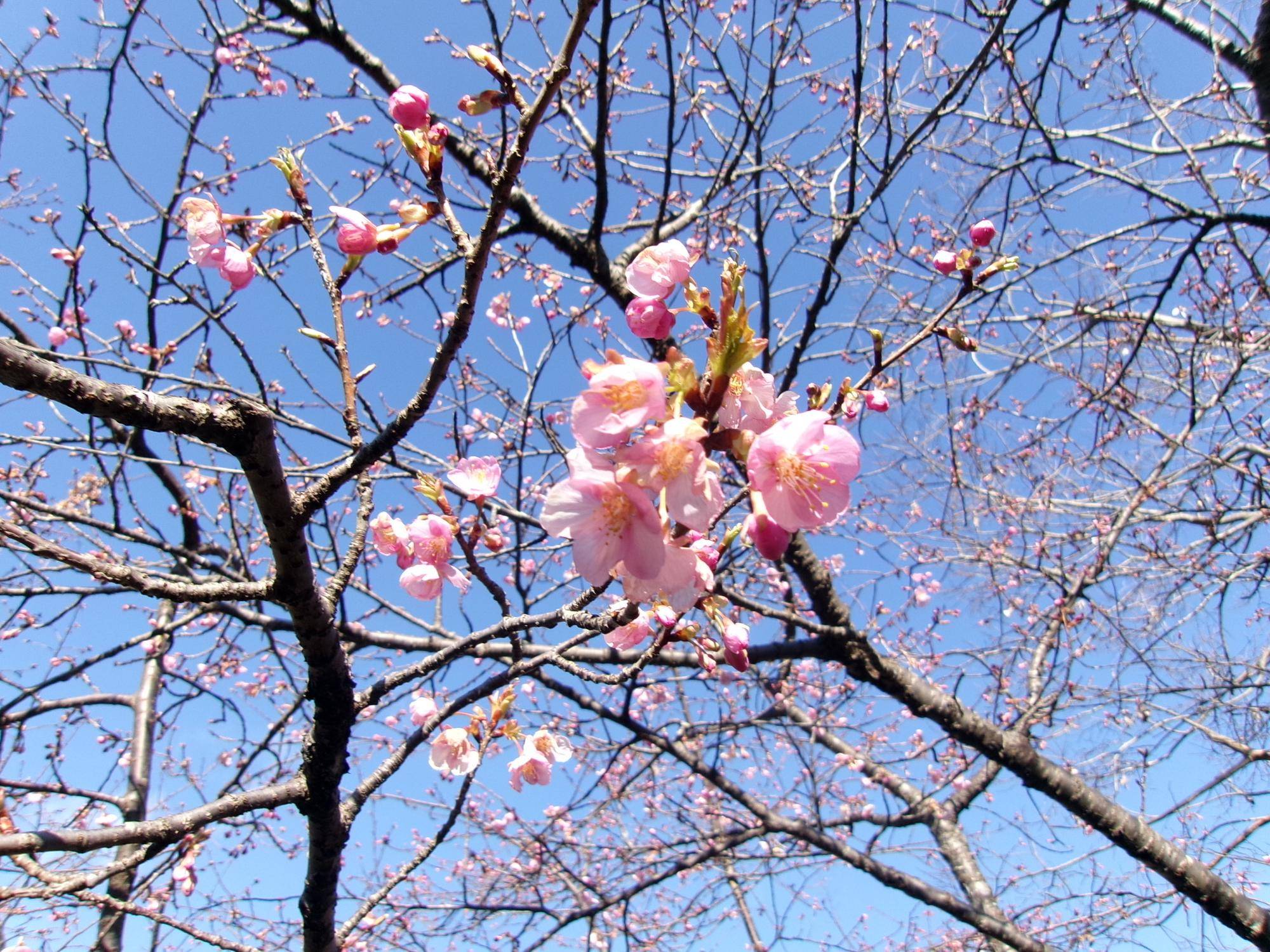 カワヅザクラが咲き始めていますの写真