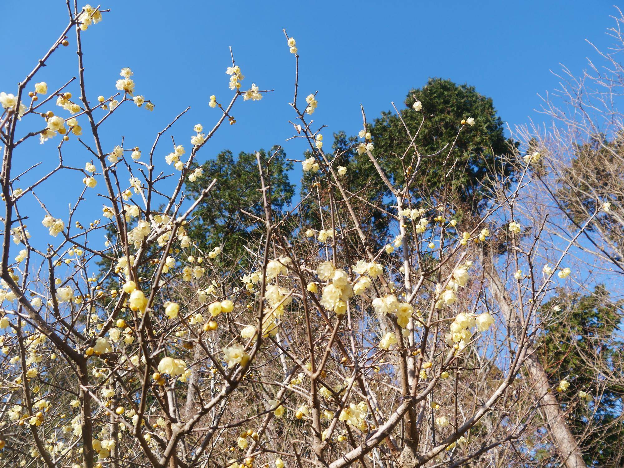 ソシンロウバイが見頃ですの写真