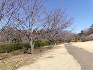 俣野別邸庭園 桜開花情報【2026年２月25日】