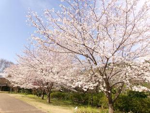 さくら祭り