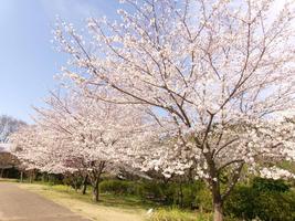 さくら祭りの画像