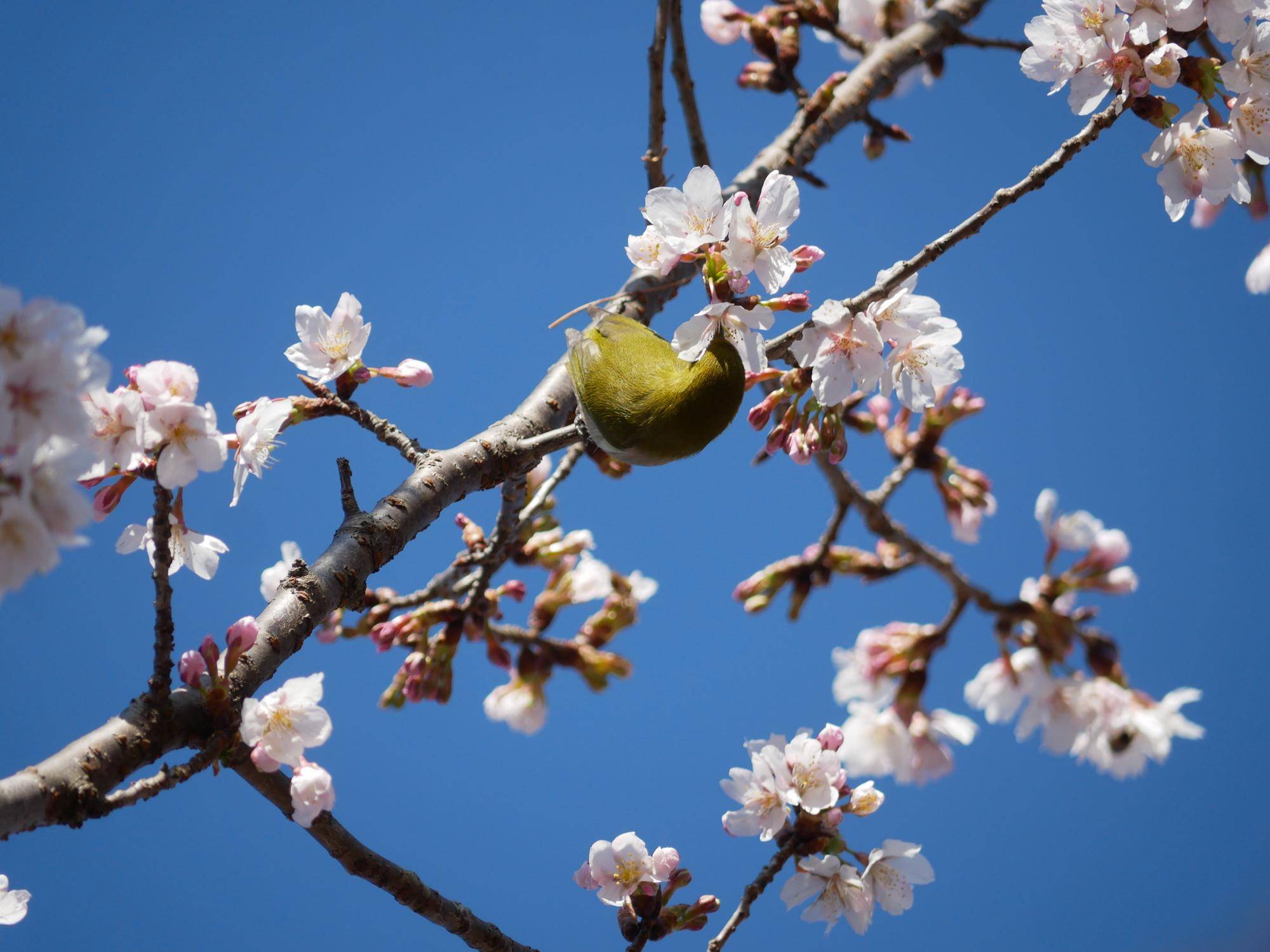 野鳥散歩の写真