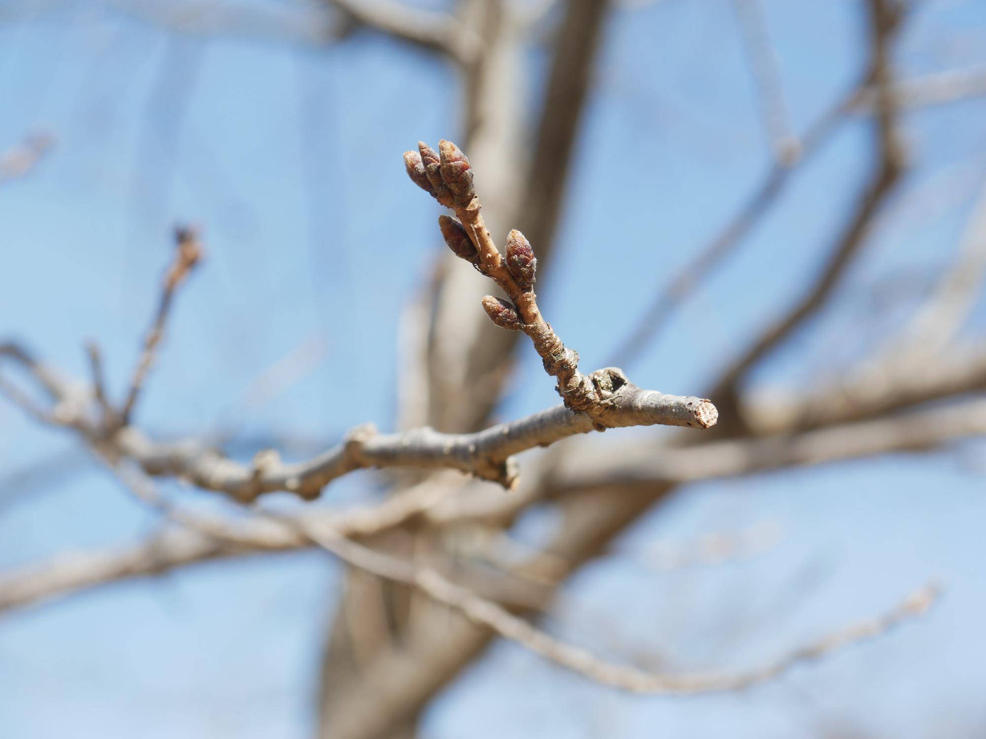 俣野別邸庭園　桜開花情報【2026年2月27日】の写真