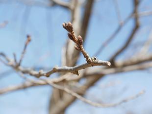 俣野別邸庭園　桜開花情報【2026年2月27日】