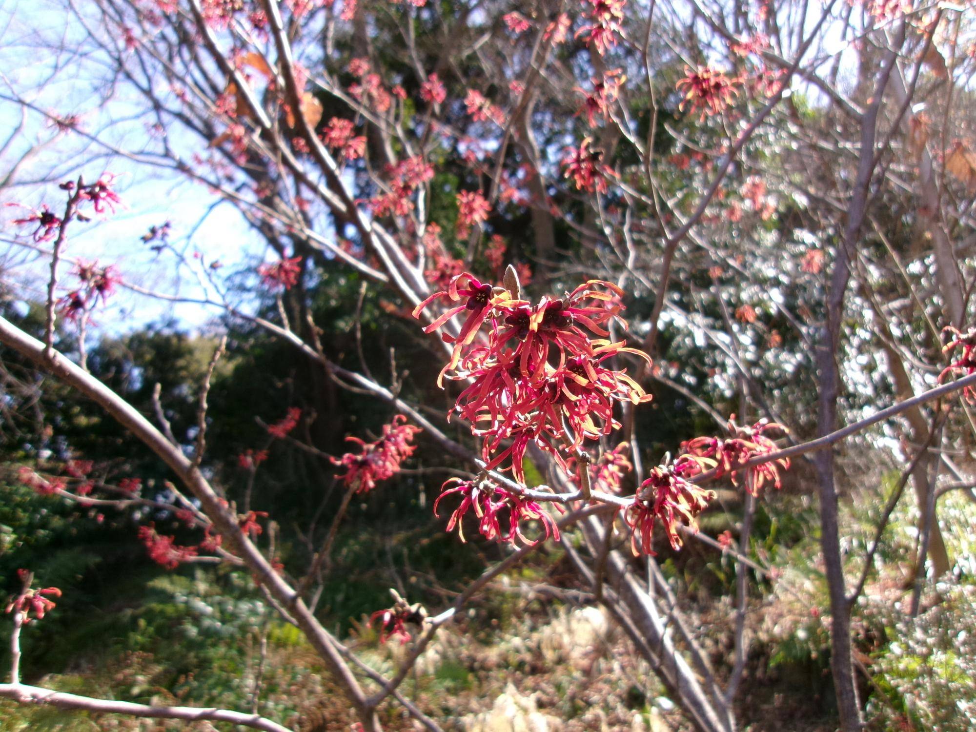 冬晴れの庭園の写真