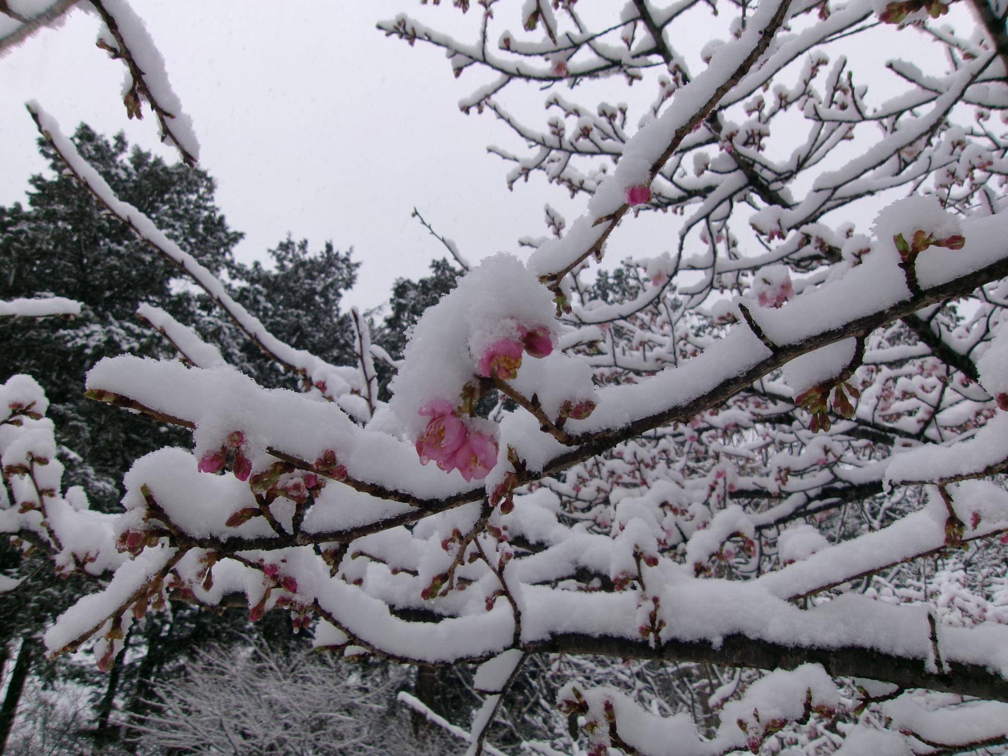 雪の庭園の写真