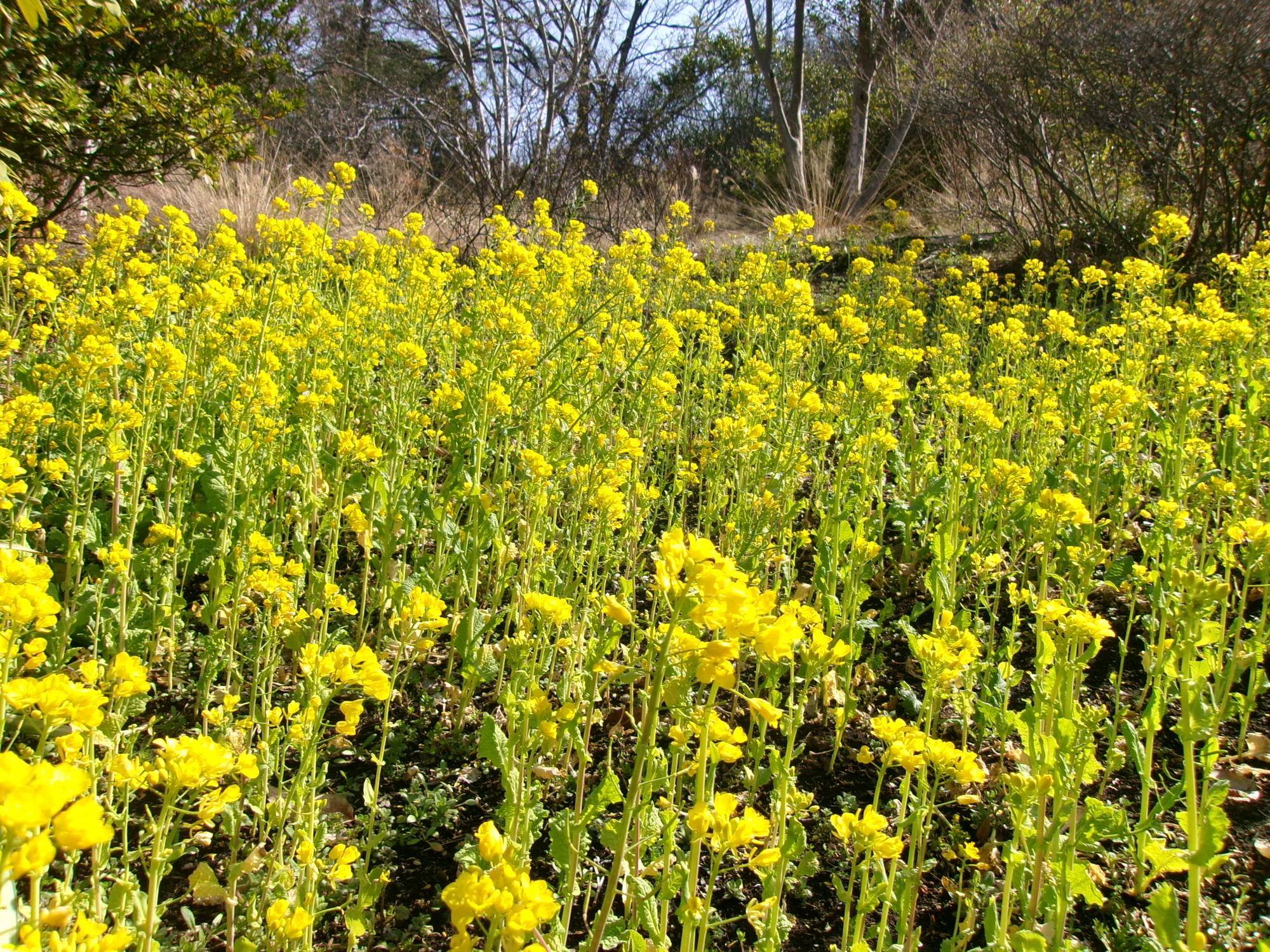 春めく休日の写真